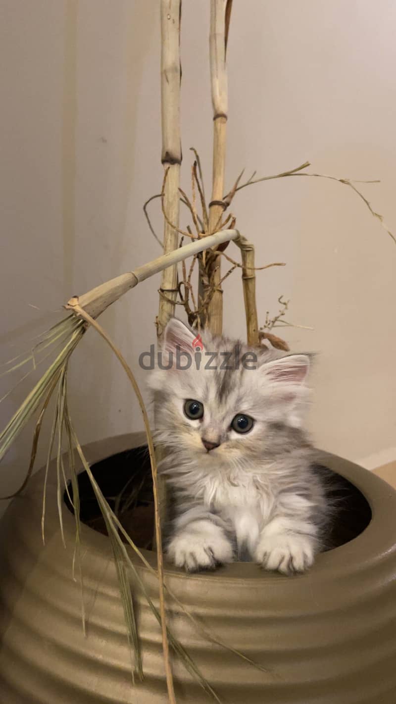 Persian Kittens 4