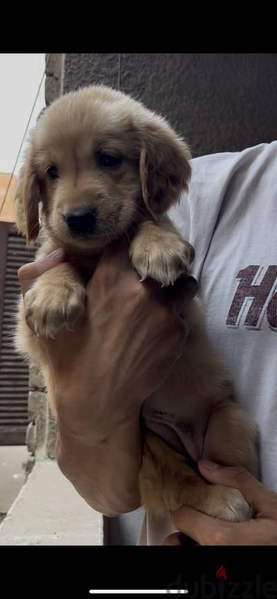 Golden retriever