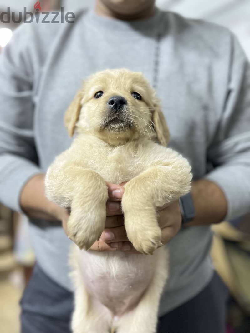 Golden retriever 1