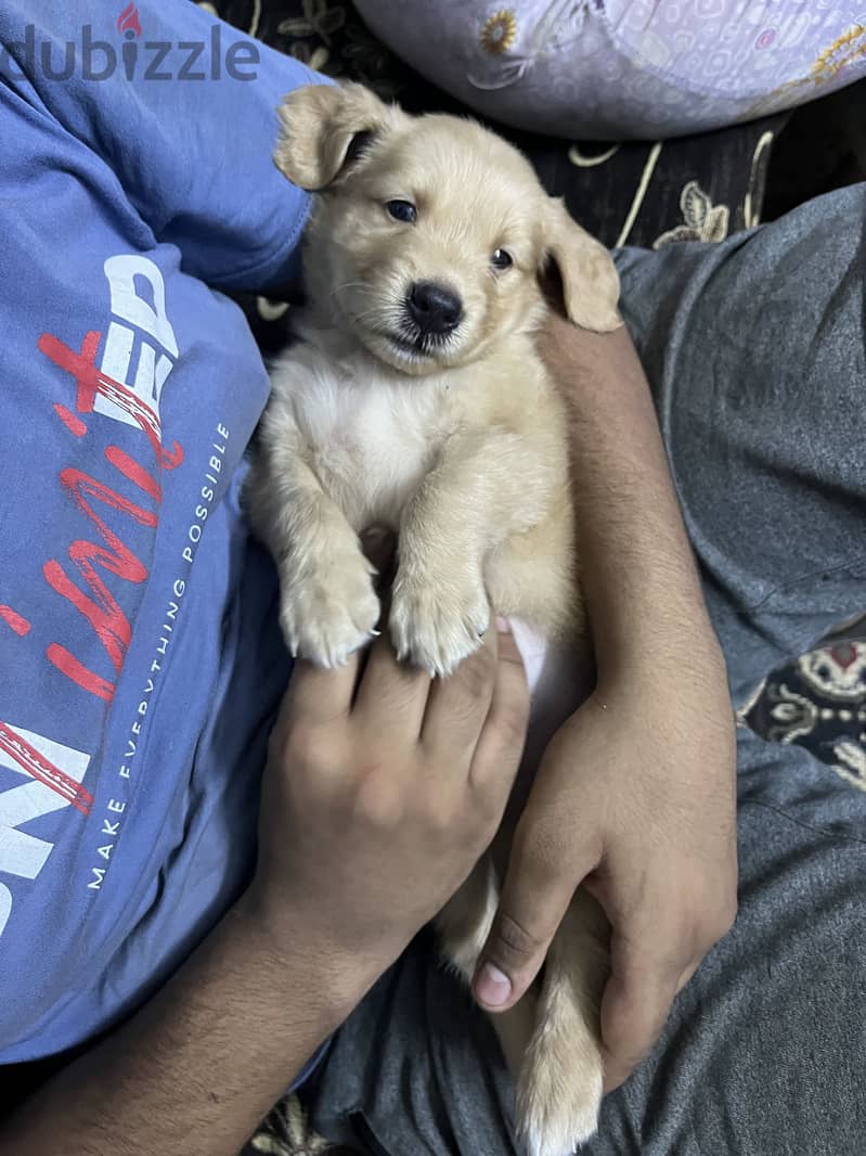 Golden retriever 2