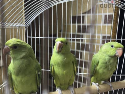 دره هندي