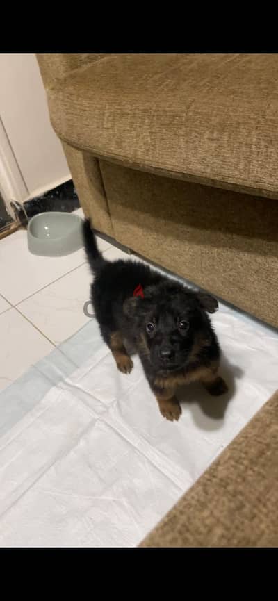 German shepherd puppy