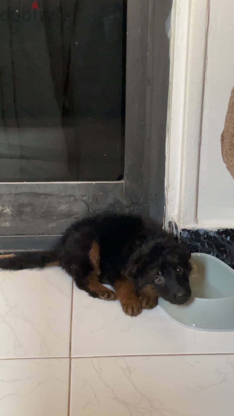 German shepherd puppy 1