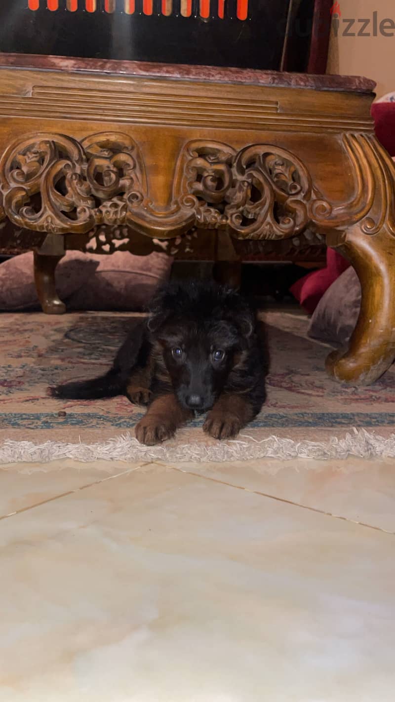 German shepherd puppy 2