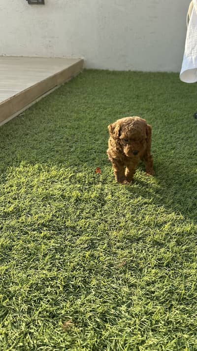 Male Toy Poodle