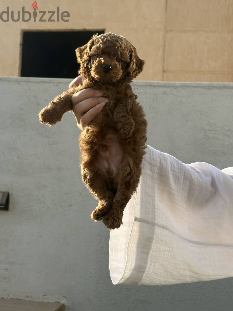 Male Toy Poodle 1