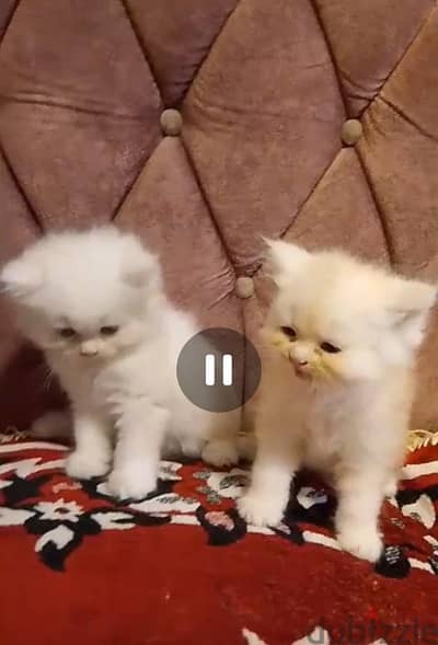 قطط ولد وبنت شيرازي