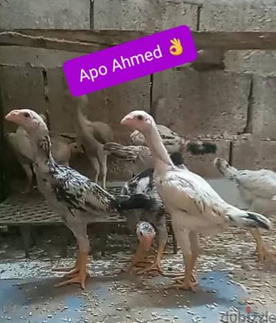 كتاكيت انصاص