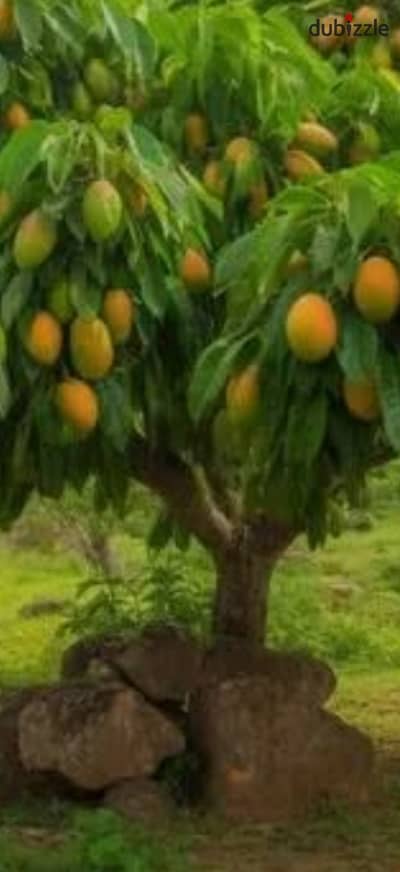 مزرعه للبيع مساحه 10 افدنه سعر الفدان 6000 في العاشر من رمضان