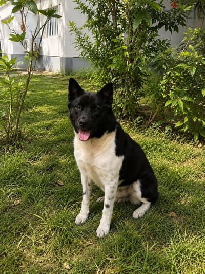 American akita