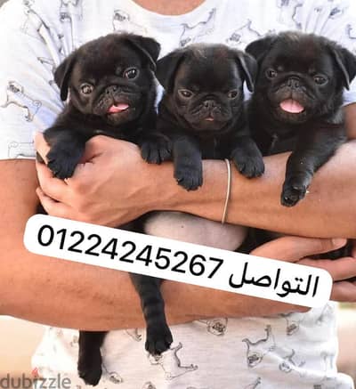Balck_pug بج اسود