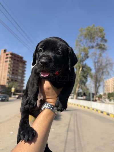 Female black Labrador retreiver