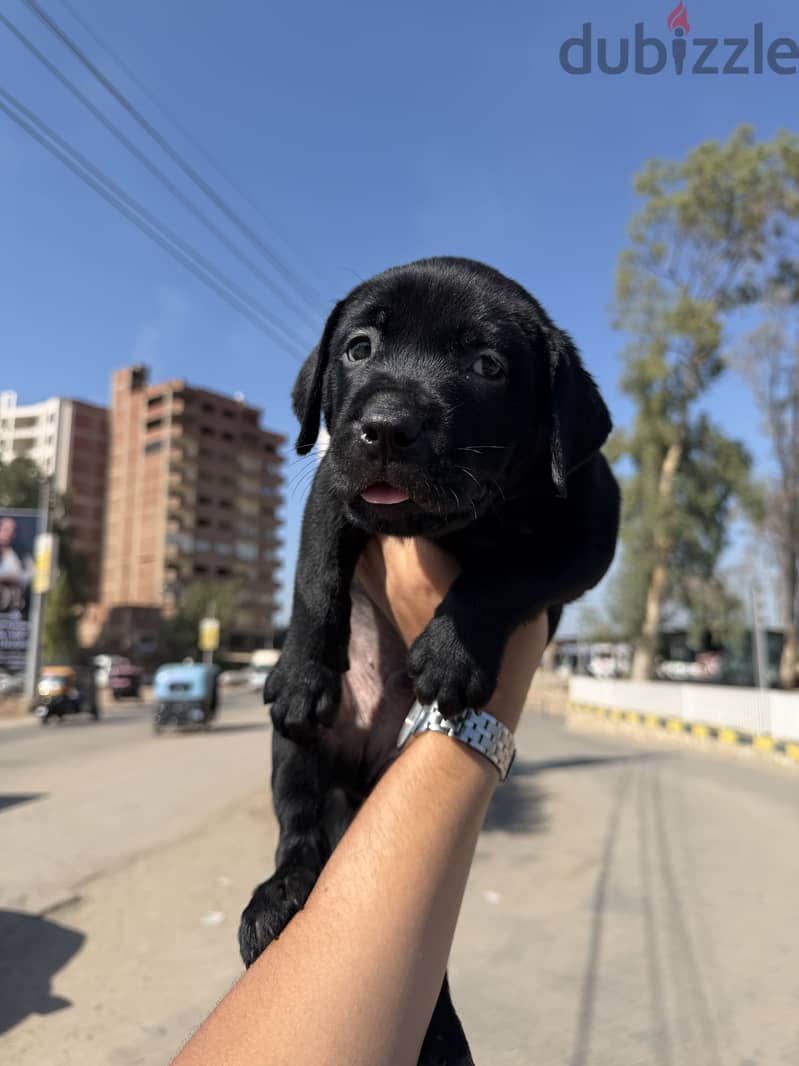 Female black Labrador retreiver 1