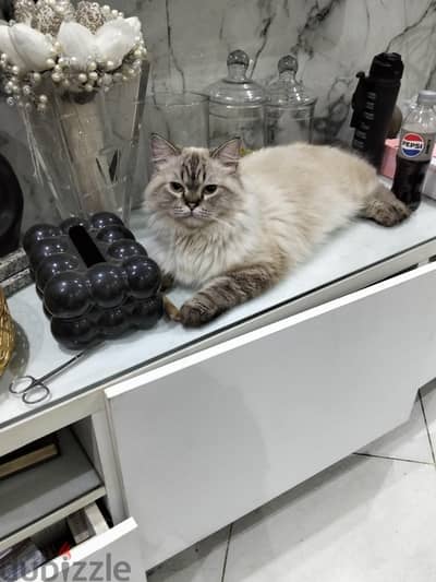 قط سكوتش بيرشن