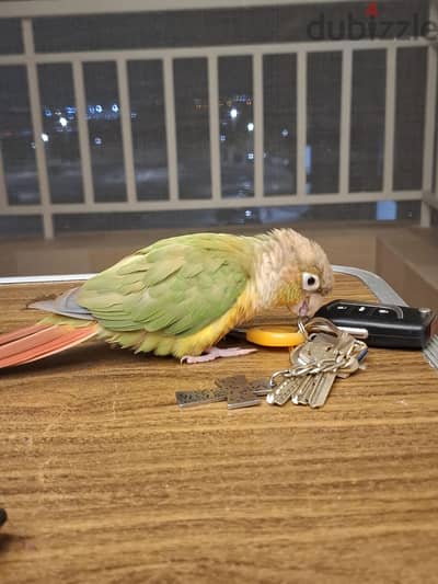 كونيور بينابل مدرب