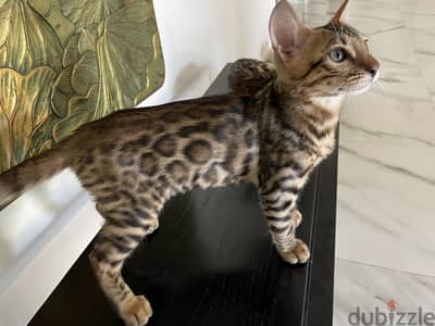 ٤ شهور ذكر بنغال بيورPurebred Bengal Kittens