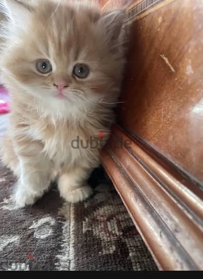 Cat for sell 