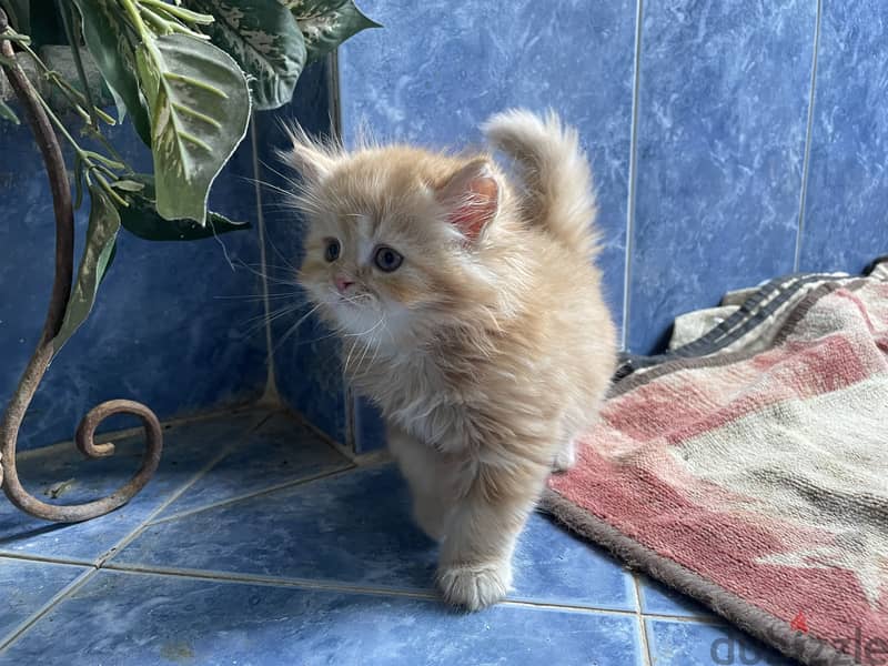 Cat for sell  1