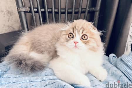 Scottish fold longhair kitten boy from Russia