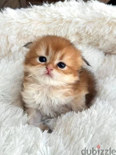 British shorthair kitten female from Russia