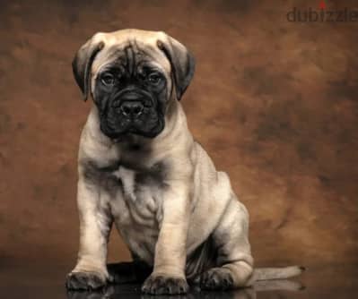 Bull mastiff puppy female from Russia