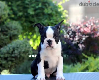 Boston terrier puppy boy from Russia