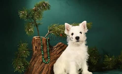 West highland white terrier puppy female