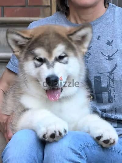 Alaskan malamute puppy boy from Russia