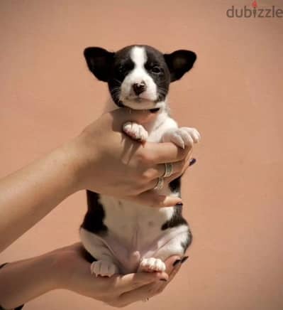Basenji puppy boy from Russia