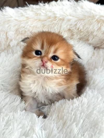 Scottish fold longhair kitten female from Russia