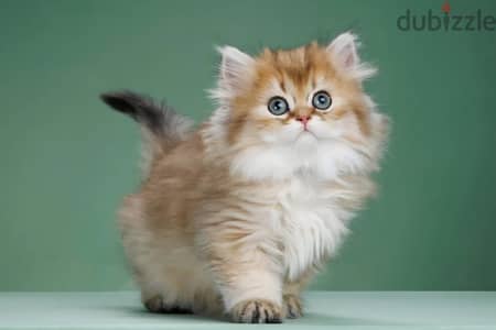 Scottish straight longhair kitten female from Russia