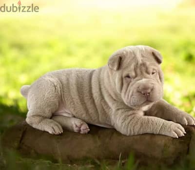 Shar pei puppy male from Russia