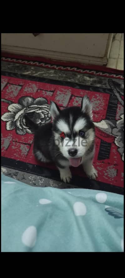husky puppies  اجمل جرو هاسكي