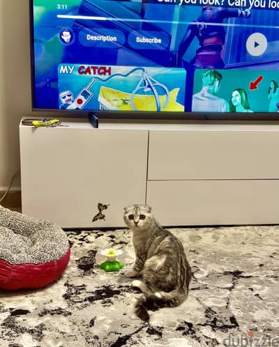 KOKY Shaded silver British Shorthair female  5 months