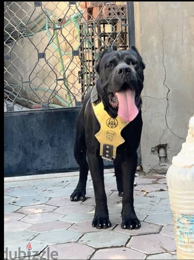 Cane corso male 15 months