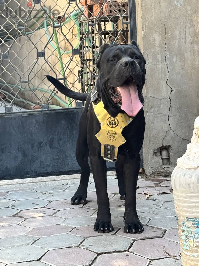 Cane corso male 15 months 1