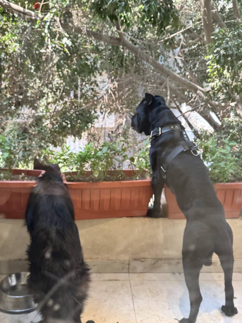 Cane corso male 15 months 2