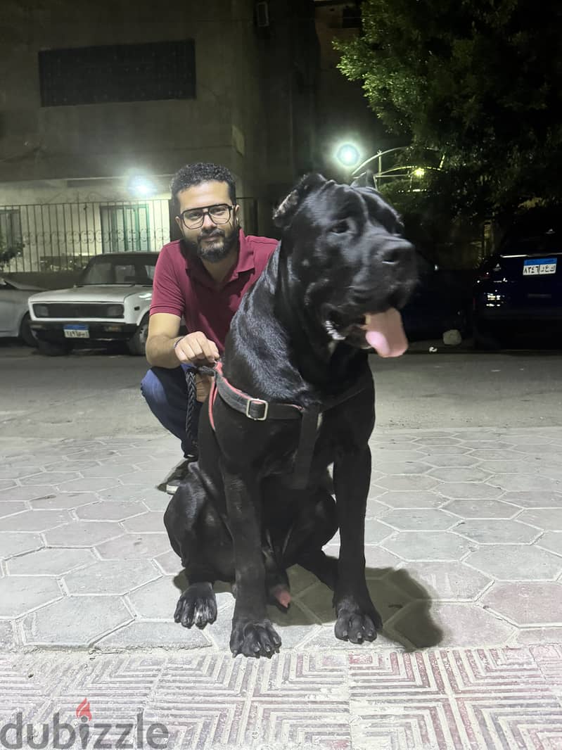 Cane corso male 15 months 3