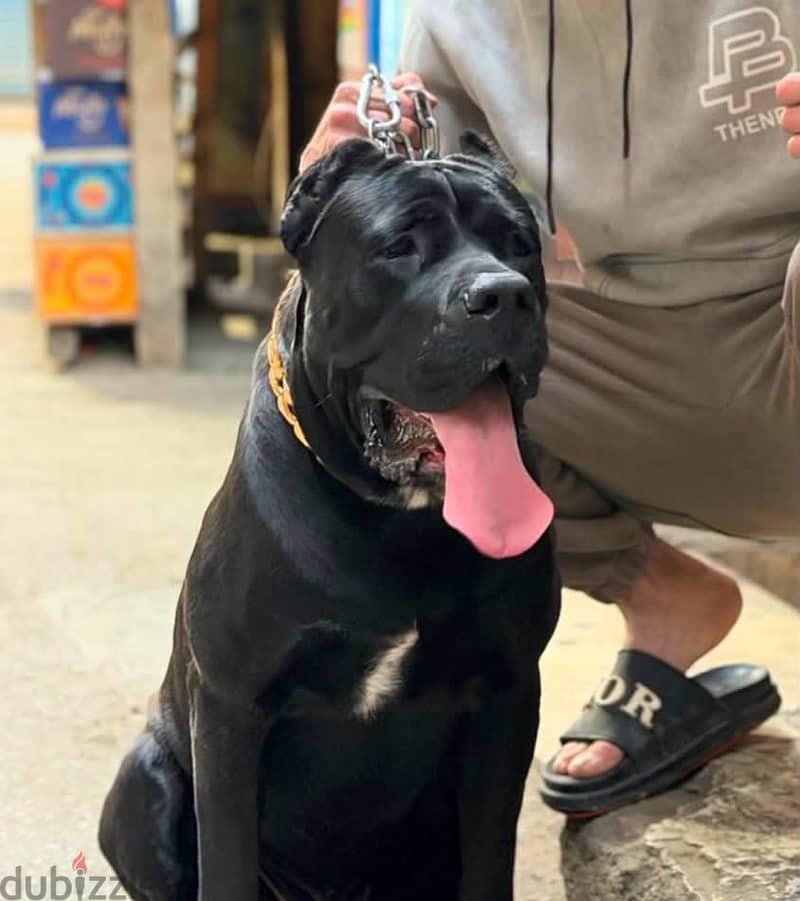 Cane corso male 15 months 4