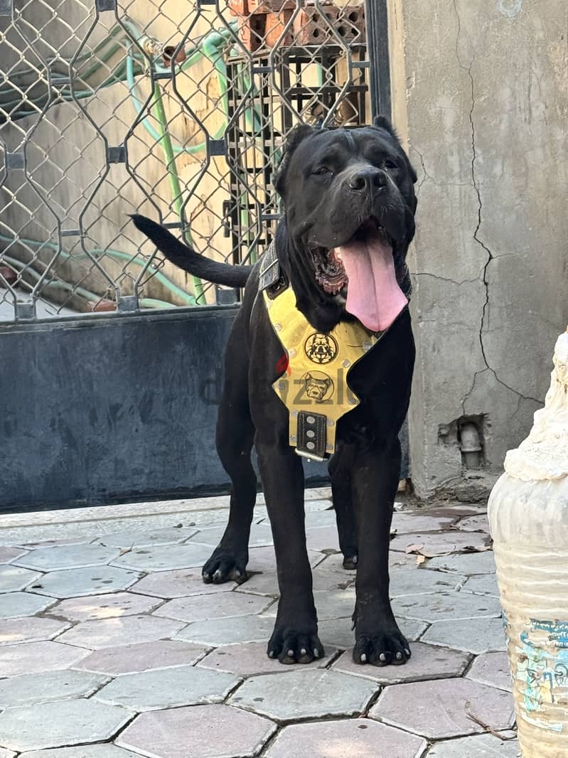 Cane corso male 15 months 6
