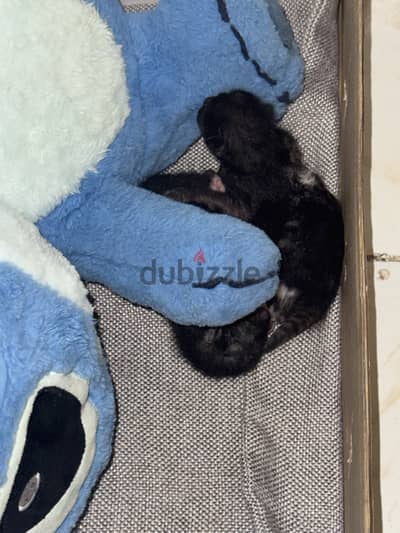 ‏وتلت مولوده  للتبني يومين