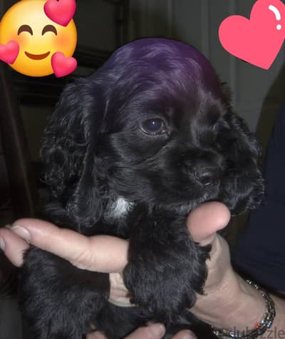 Pure baby dog. . American breed