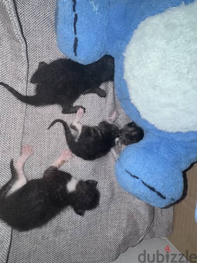 ‏وتلت مولوده  للتبني يومين