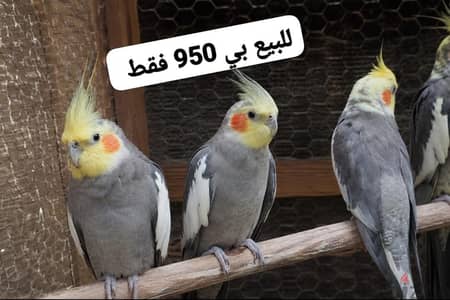 بغبنات كوكتيل للبيع