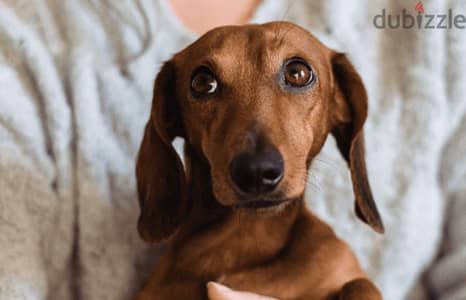 Pure bred dachshund puppy