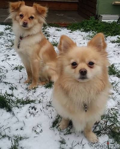 Pomaranian male 2 y