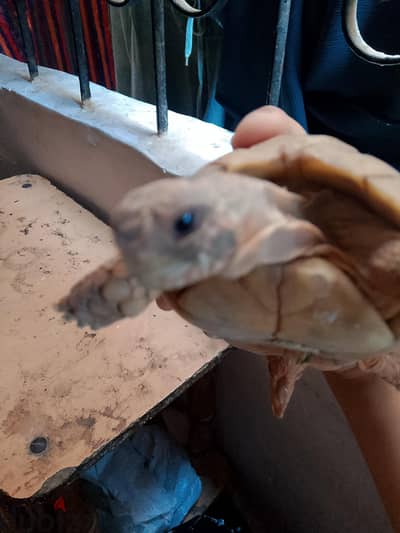 ذكر سلحفاء صحراوى