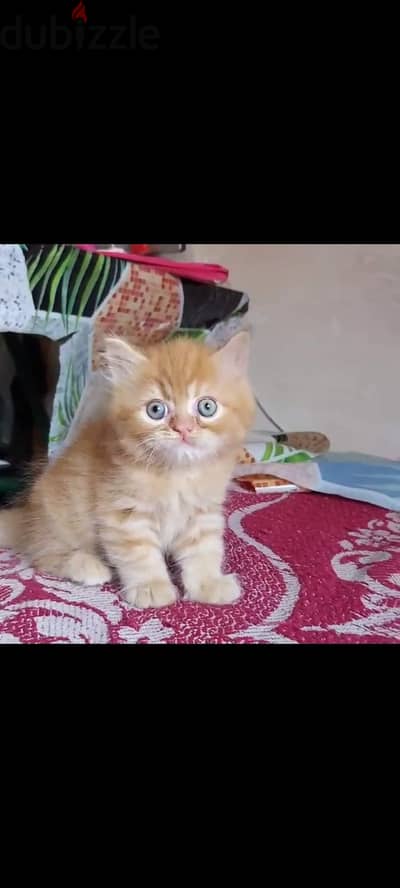 قطط شيرازى ذكر بيور  انثي هيمالايا بنت cat male female pure shirazi
