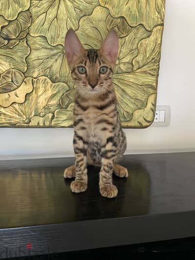 ٤ شهور ذكر بنغال بيورPurebred Bengal Kittens