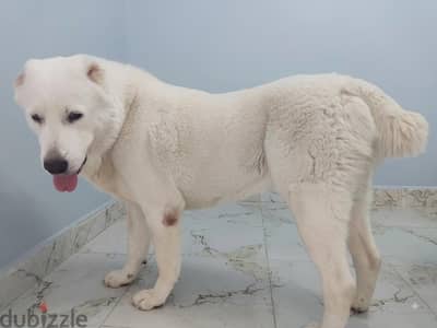 Purebred Female Alabai (Daughter of Champion Assad) - EKF Pedigree